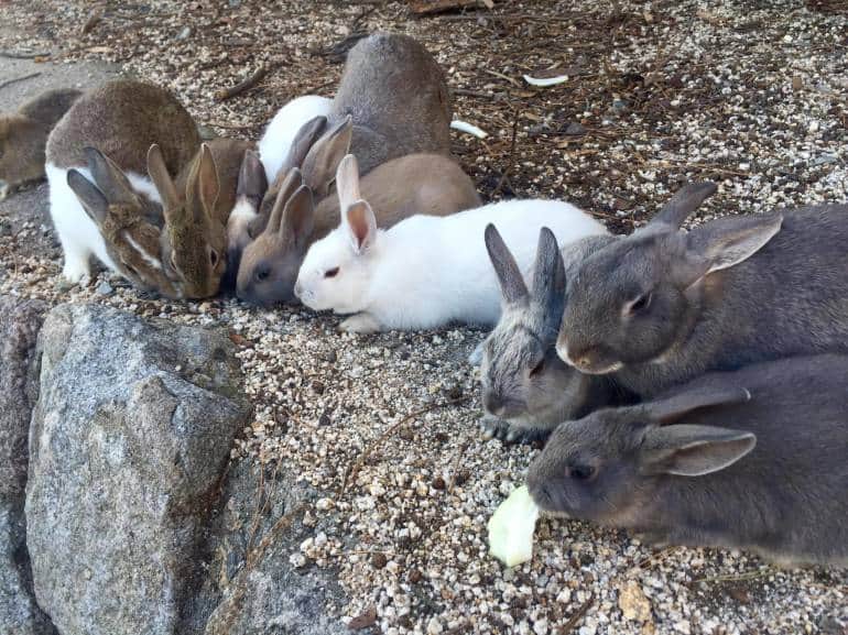 The only residents of Okunoshima