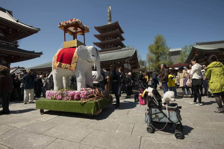 hana matsuri - white elephant
