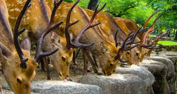 Nara deer with Seishun 18 ticket