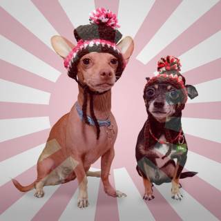 dogs in hats