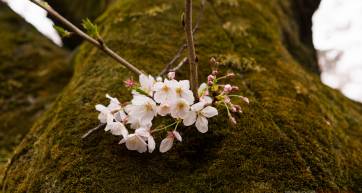 sakura cherry blossoms