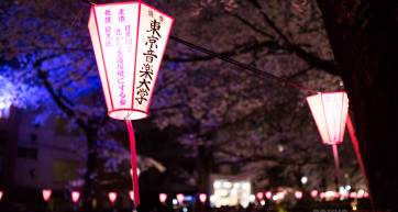 sakura cherry blossoms tokyo