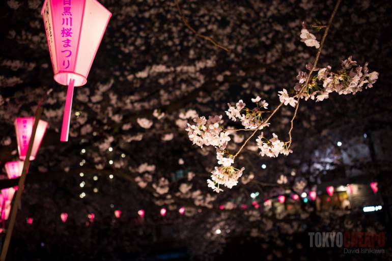 sakura cherry blossoms tokyo