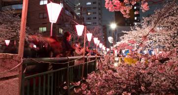 sakura cherry blossoms tokyo