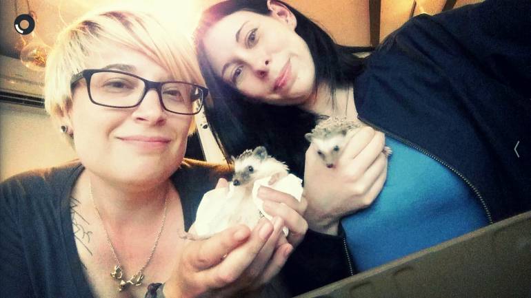 Roppongi Hedgehogs