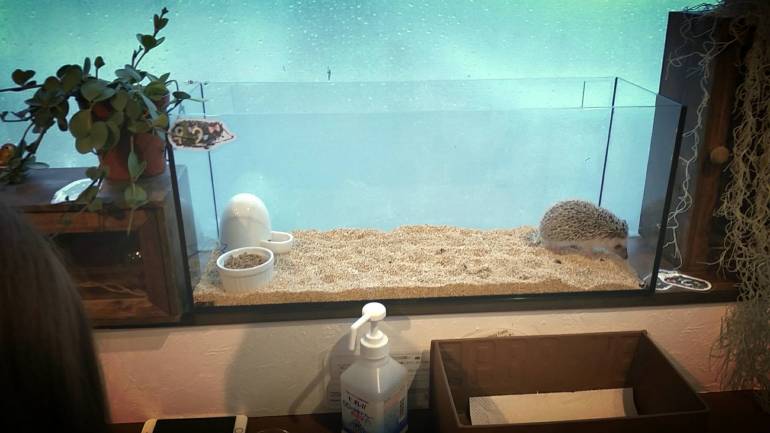 Hedgehogs Roppongi