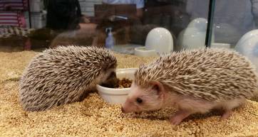Hedgehogs Roppongi