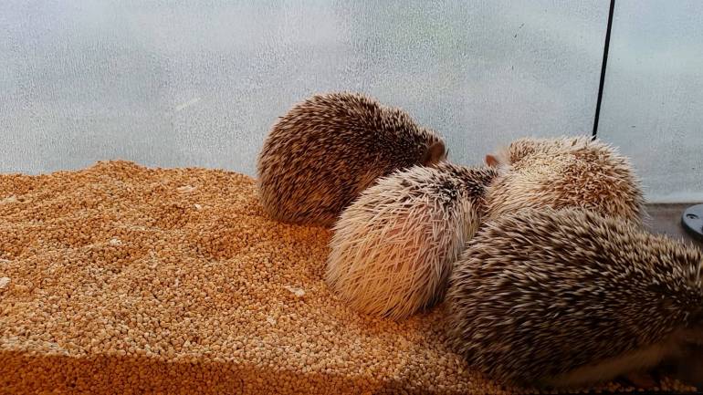Hedgehogs Roppongi