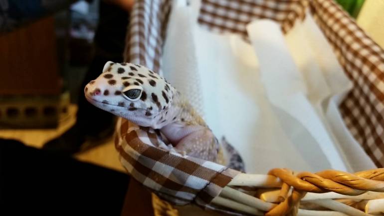 Roppongi Hedgehogs Gecko