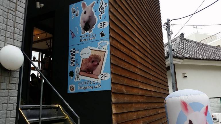 Hedgehog cafe Roppongi