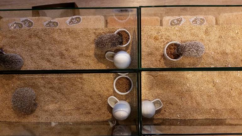 Roppongi hedgehogs