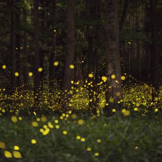 Pa Firefly Festival 2022
