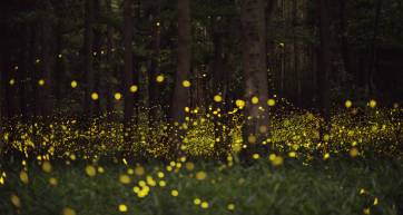 fireflies tokyo