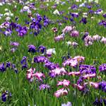 iris festival tokyo