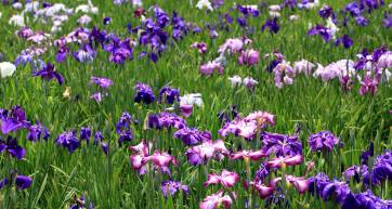 iris festival tokyo