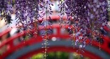 wisteria kamerido tenjin