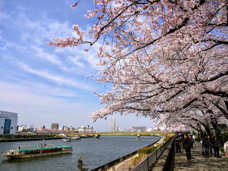 tokyo cherry blossoms sumida