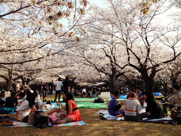 sakura tokyo
