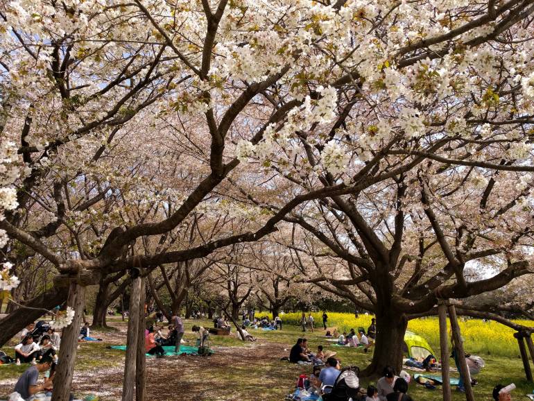Showa Kinen Sakura