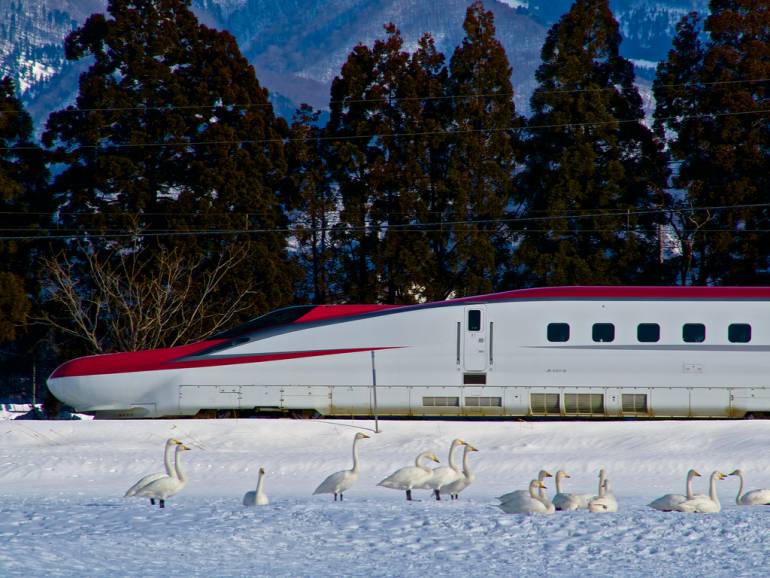 Shinkansen in snow with swans