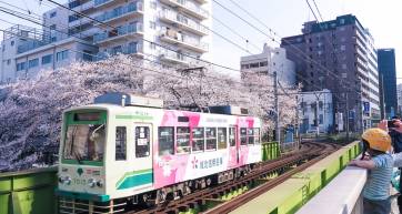 Toden Arakawa Line with sakura