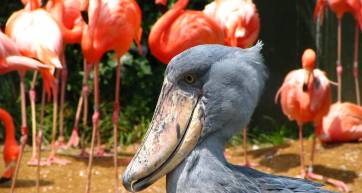 Zoo Tokyo