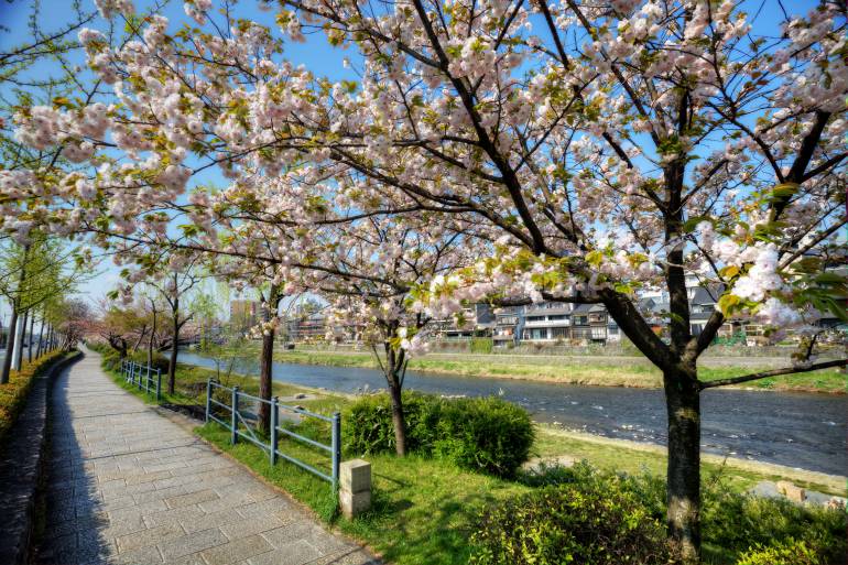 Cherry blossoms lining the Kanda River path