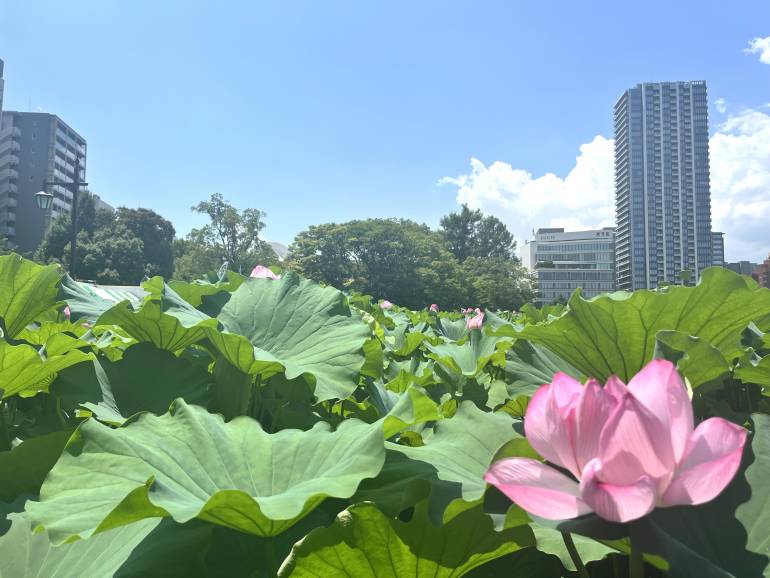 lotus shinobazu pond late july 2025