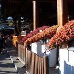 Yushima Tenjin Shrine Chrysanthemum Festivals