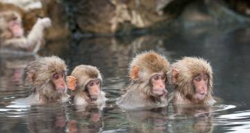 tokyo to jigokudani snow monkeys