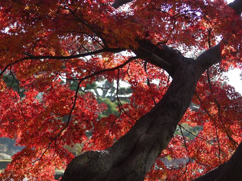 Hamarikyu Gardens