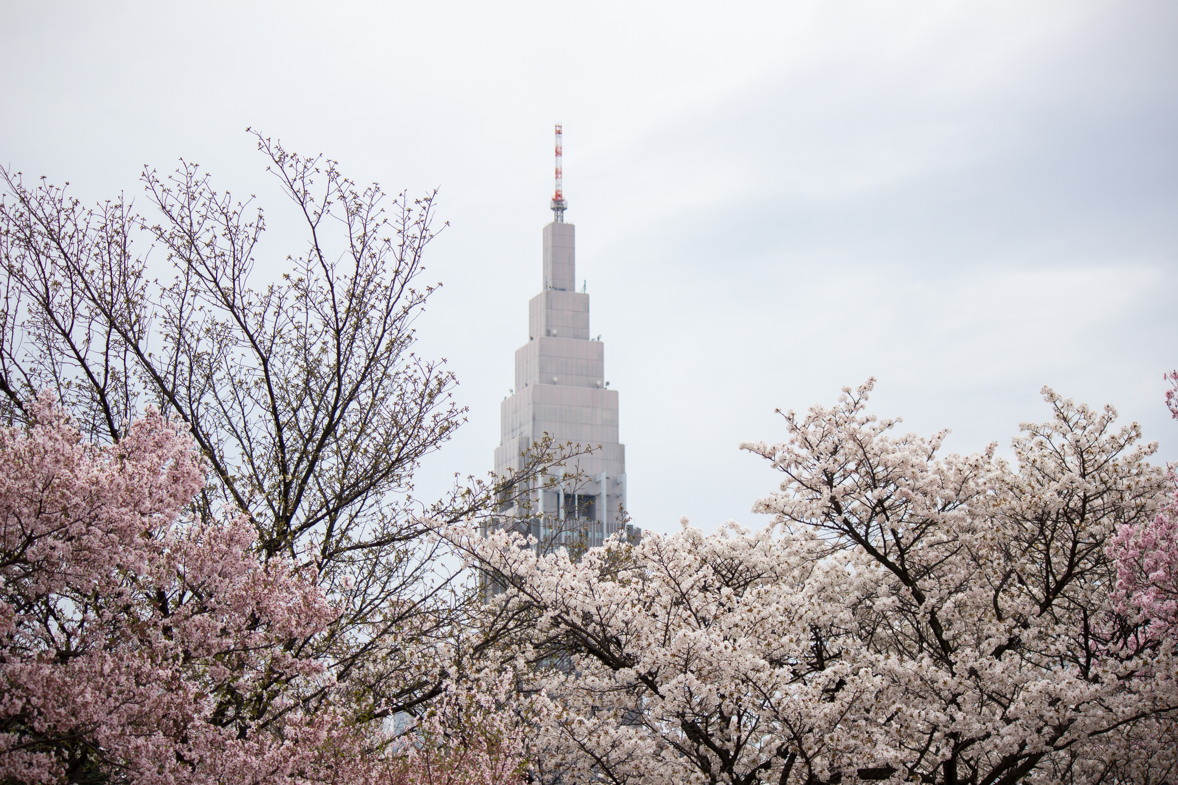 sakura cherry blossoms gyoen shinjuku