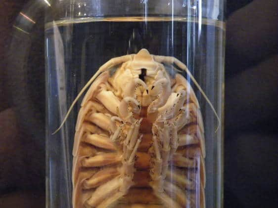 A preserved parasite in a specimen jar.