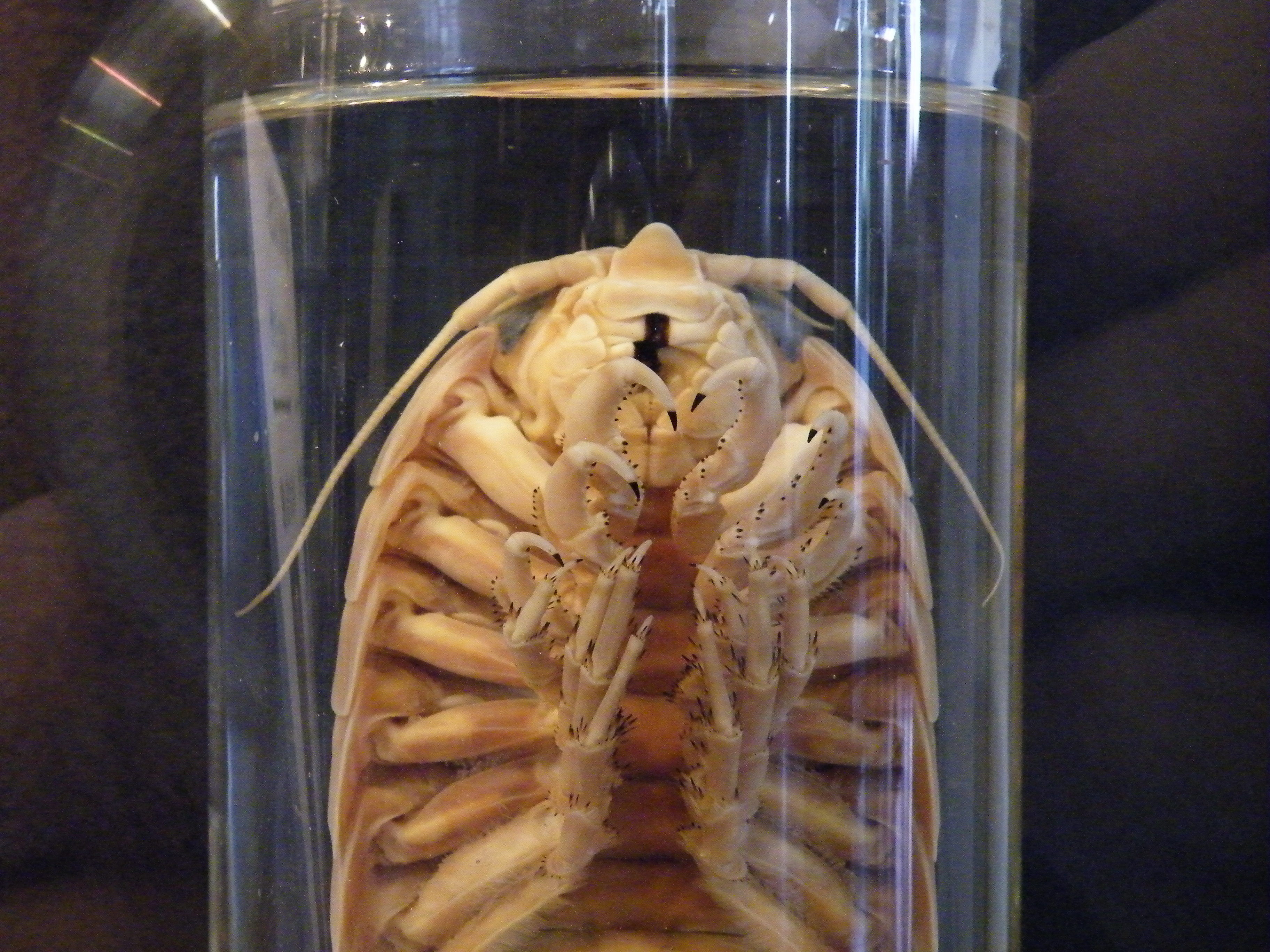 meguro parasitological museum