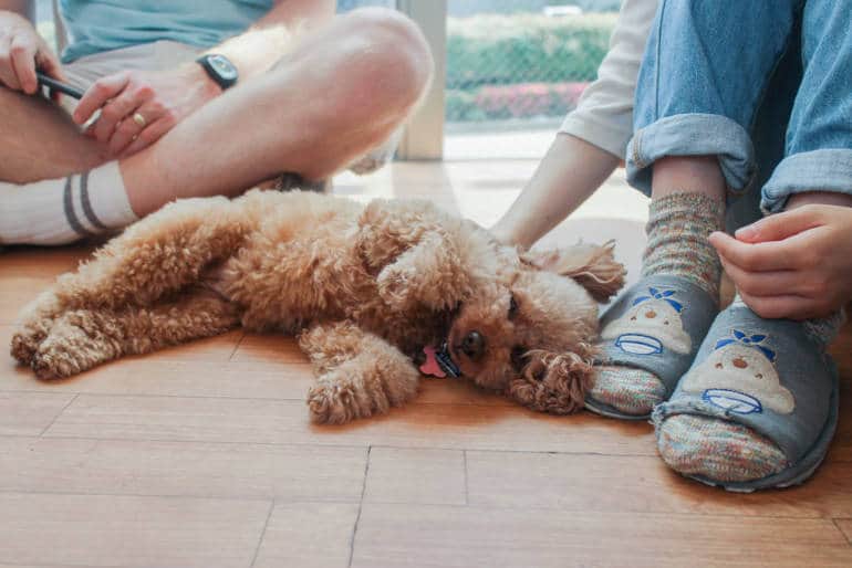 Animal cafes in Tokyo