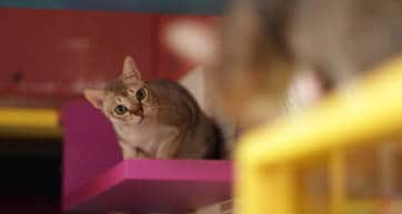 animal cafes in tokyo