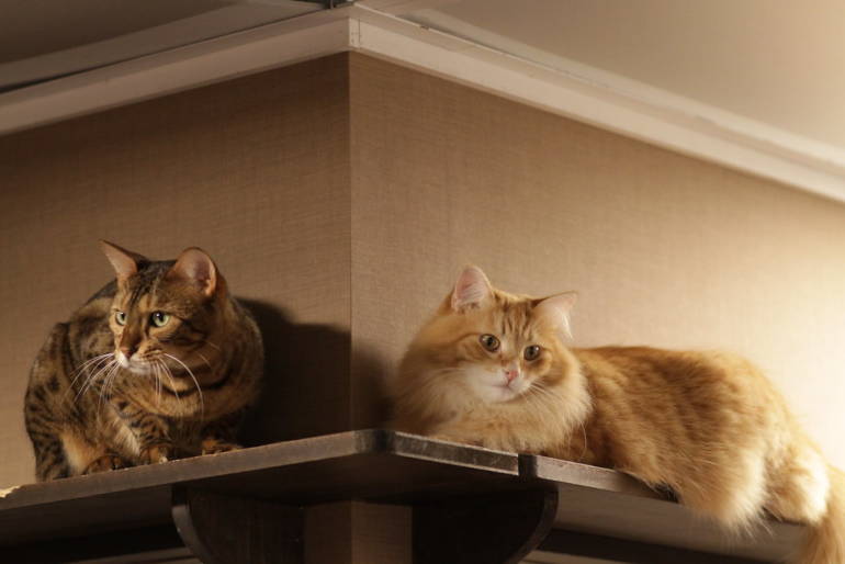 cat cafe tokyo