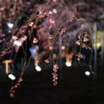 tokyo cherry blossoms