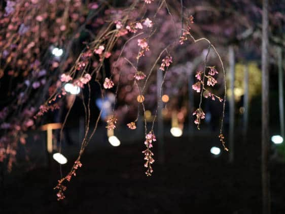 tokyo cherry blossoms