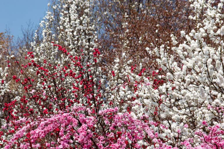 cherry blossoms