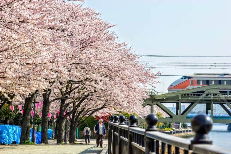 cherry blossoms