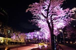 THREETHREE 限定 X02 SAKURA MIDTOWN Sakura Watch May 6, 2025 - Peak Bloom continues in some