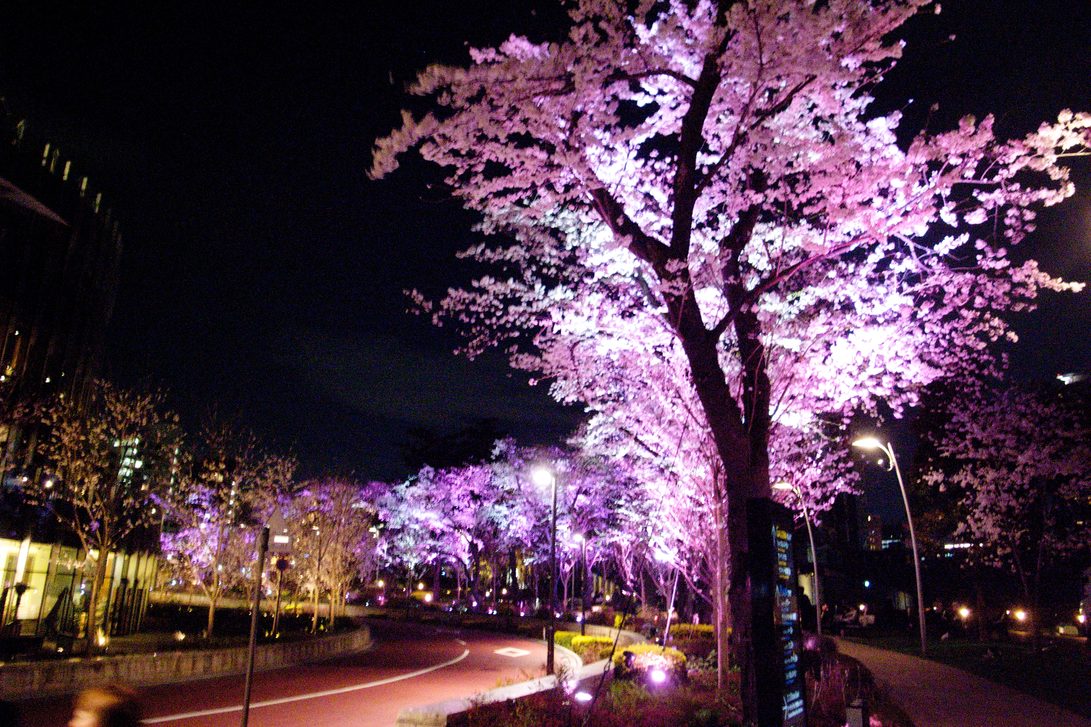 THREETHREE 限定 X02 SAKURA MIDTOWN