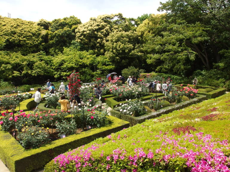 rose garden kyu-furukawa teien gardens