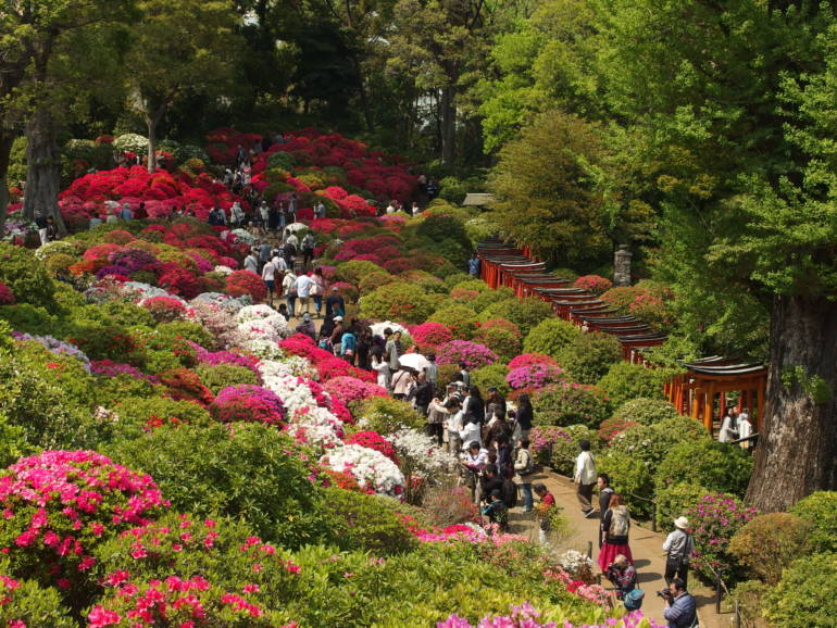 azaleas nezu shrine bunkyo