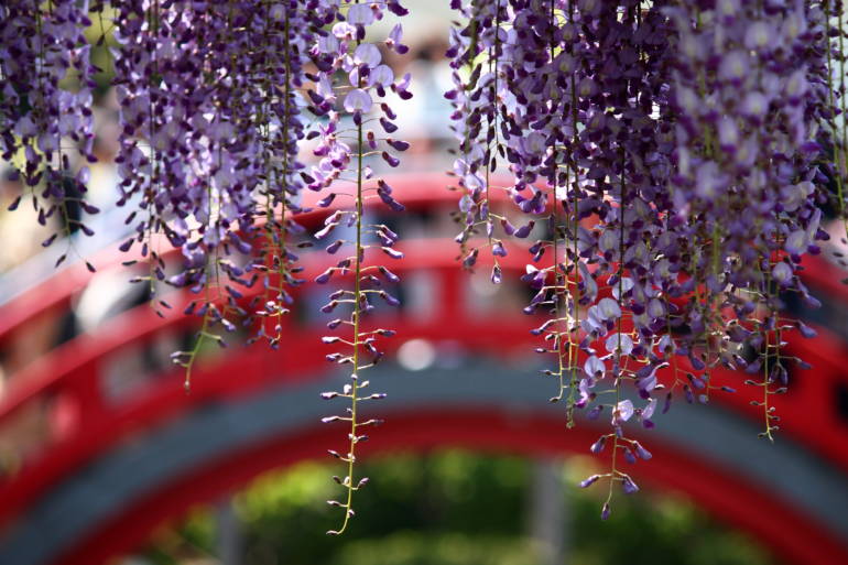 wisteria fuji kameido tenjin