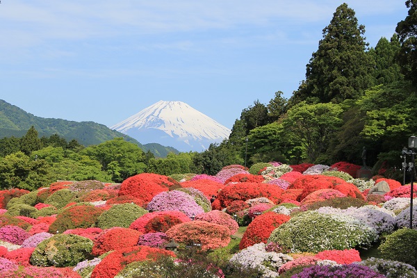 Fuji Flowers