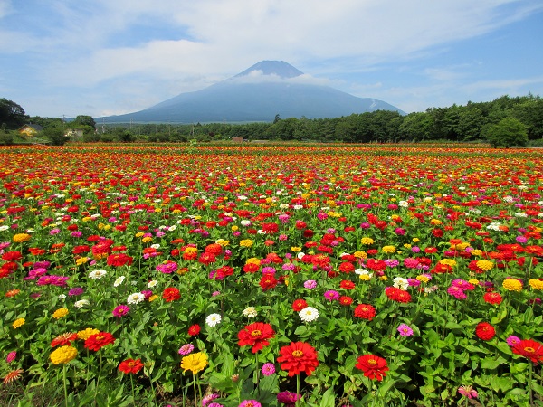 Fuji Flowers