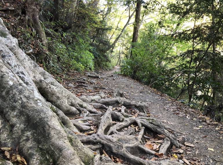 tree roots on path on mt takao