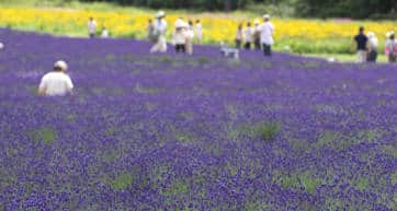 Tambara Lavender Park